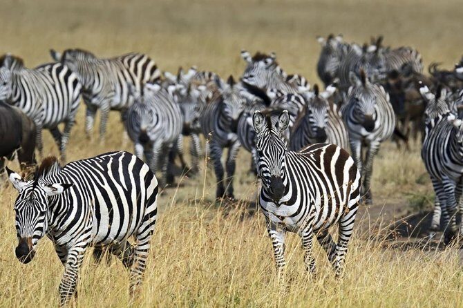 Overnight Budget Camping Tour to Maasai Mara. - The Experience: An In-Depth Look at the Maasai Mara Budget Camping Tour