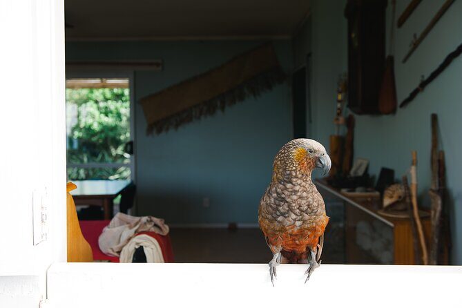 Overnight Experience Tour on Kapiti Island - Practical Considerations