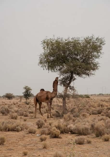Overnight Jaisalmer Sand Dunes Experience in a Luxury Tent - What’s Included and What’s Not