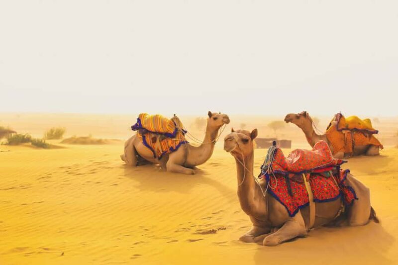Overnight Jaisalmer Tour with Camel Safari & Desert Camping - Key Points