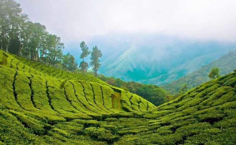 Overnight Munnar Hill Station Tour with Kerala Beauty - Key Points