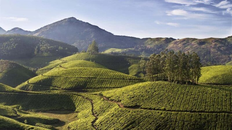 Overnight Munnar Hill Station Tour with Kerala Beauty - Who Should Consider This Tour?