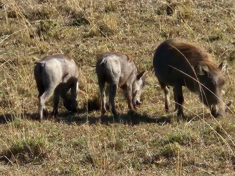 Overnight Private Safari To Masai Mara From Nairobi - Final Thoughts