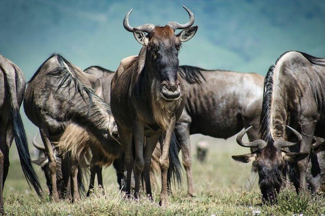 Overnight private Safari to Masai Mara National Reserve. - FAQs