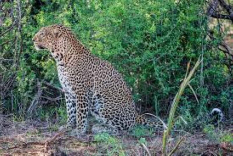 Overnight Private Safari to Severin Camp from Mombasa - Key Points
