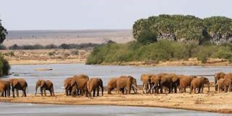 Overnight Private Safari to Severin Camp from Mombasa - Introduction: Why This Safari Stands Out