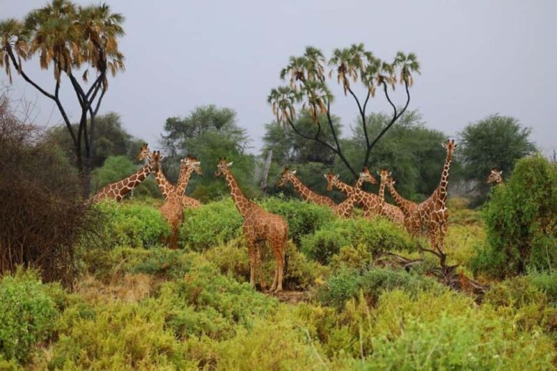 Overnight Safari to Aberdare National park from Nairobi - Day 2: Morning Game Drive and Return to Nairobi