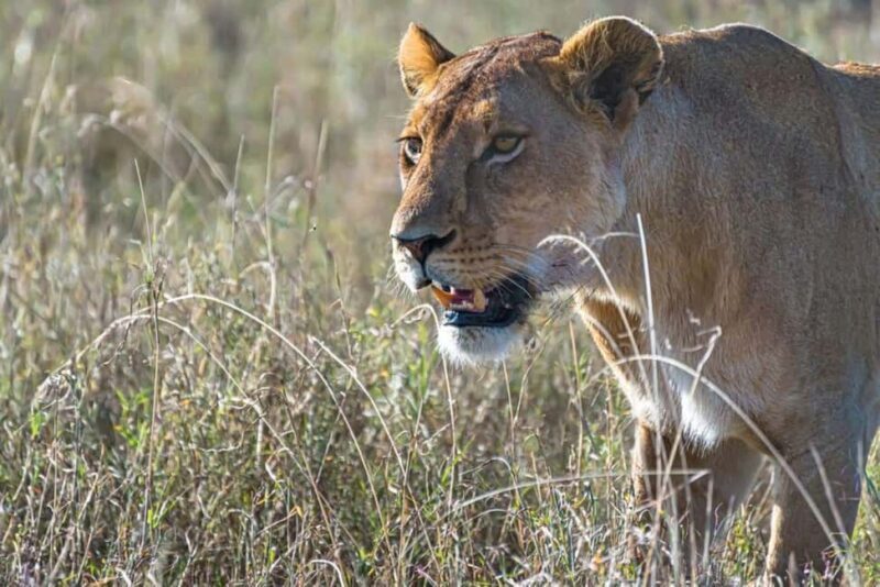 Overnight Safari to Aberdare National park from Nairobi - The Value of This Tour