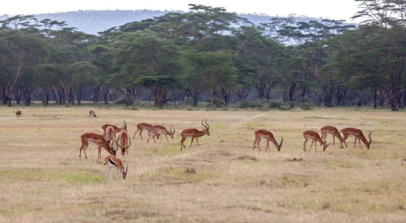 Overnight Safari to Aberdare National park from Nairobi - Tips for Making the Most of Your Safari