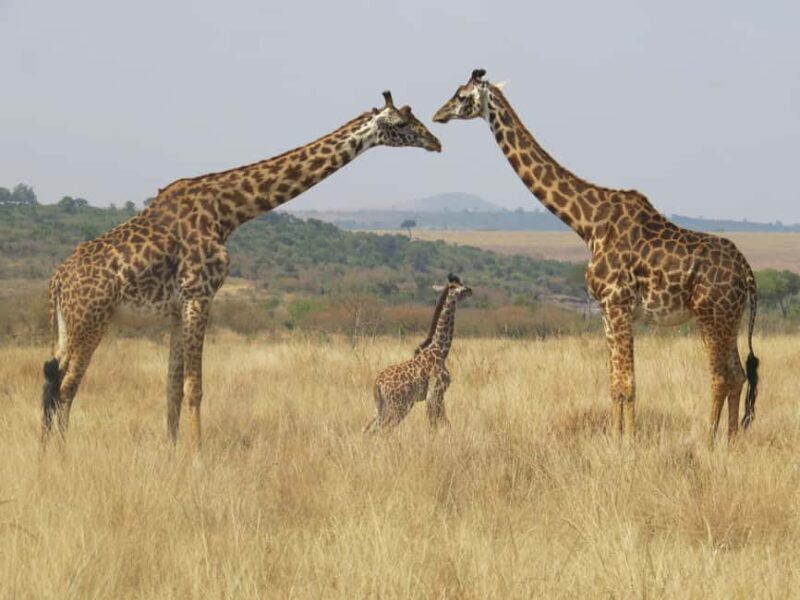 Overnight Safari to Amboseli From Nairobi - Key Points