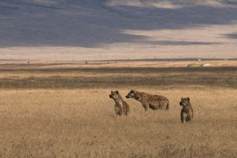 Overnight Safari to Amboseli From Nairobi - The Full Experience: What to Expect on This Amboseli Safari