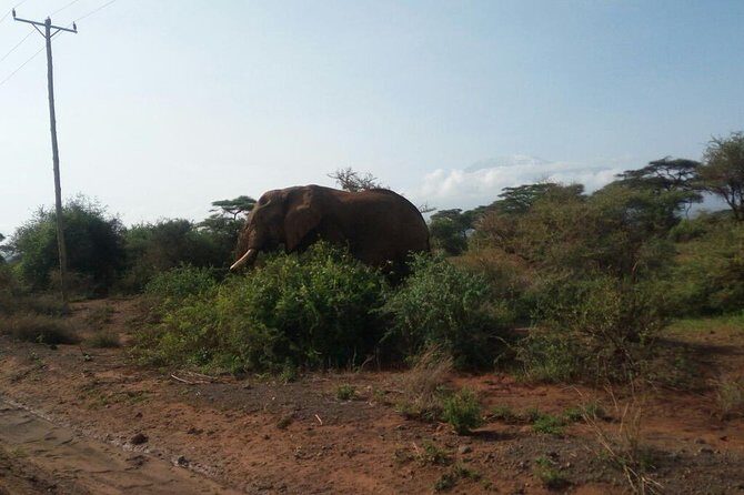 Overnight Safari to Amboseli National Park - Why This Tour Offers Great Value