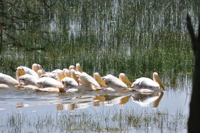 OVERNIGHT SAFARI TO LAKE NAKURU AND LAKE BOGORIA - Practical Considerations & Tips