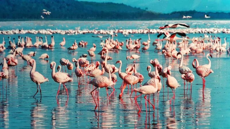 OVERNIGHT SAFARI TO LAKE NAKURU AND LAKE BOGORIA - Who Will Enjoy This Tour?
