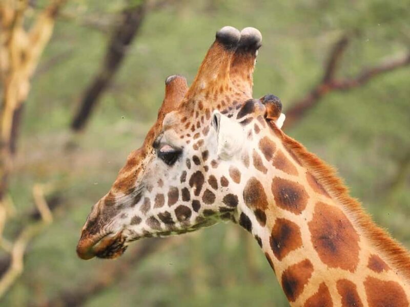 OVERNIGHT SAFARI TO LAKE NAKURU AND LAKE BOGORIA - FAQ