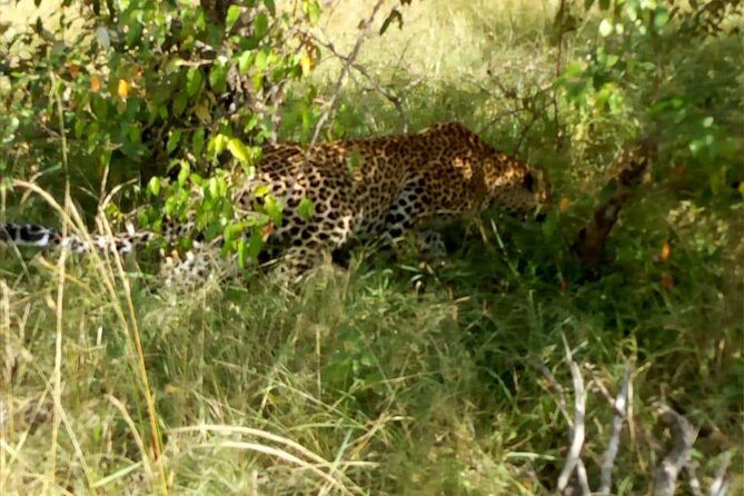 Overnight Safari To Maasai Mara - The Itinerary in Detail: What to Expect