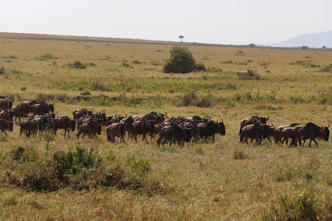 Overnight Safari To Maasai Mara - The Pros and Cons