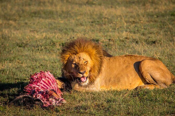 Overnight Safari To Maasai Mara - Who Should Consider This Tour?