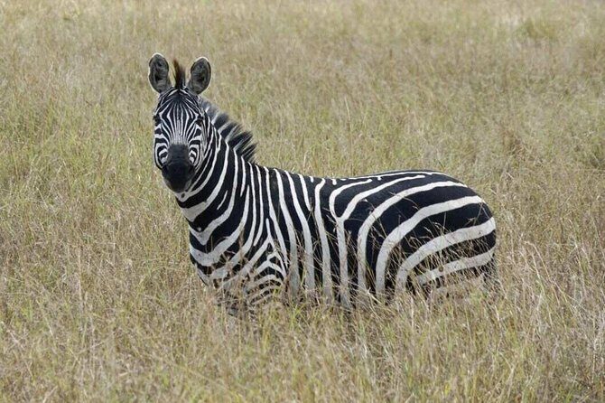 Overnight Safari To Maasai Mara - FAQs