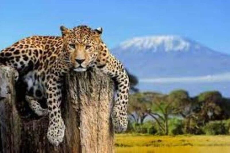 OVERNIGHT SAFARI TO MOUNT KENYA - Key Points