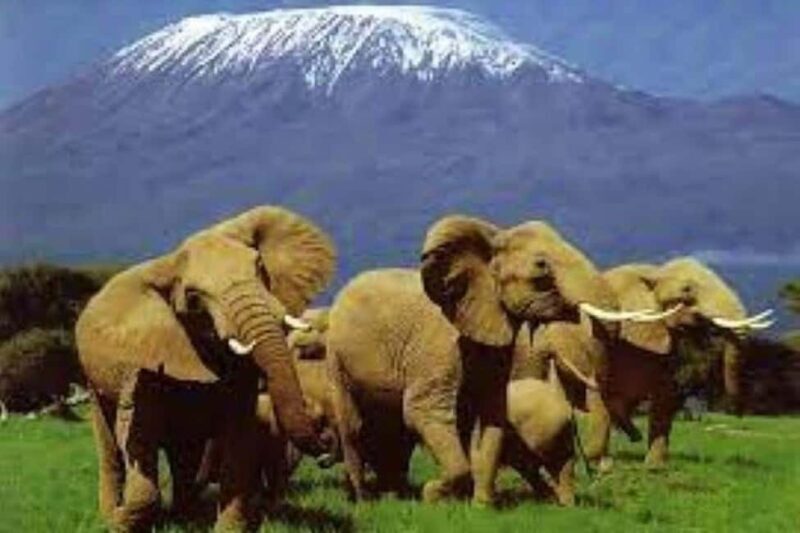 OVERNIGHT SAFARI TO MOUNT KENYA - Practical Tips for Travelers