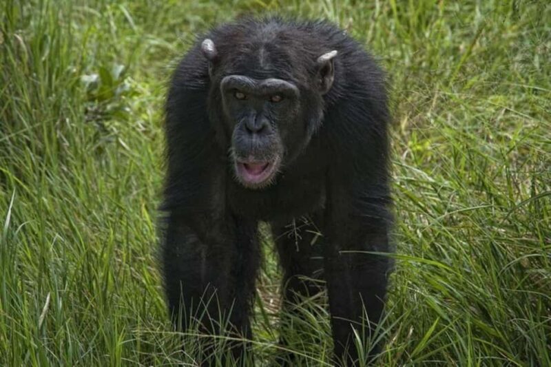 Overnight Safari to Olpejeta Conservancy and Mount Kenya. - Who Would Love This Tour?