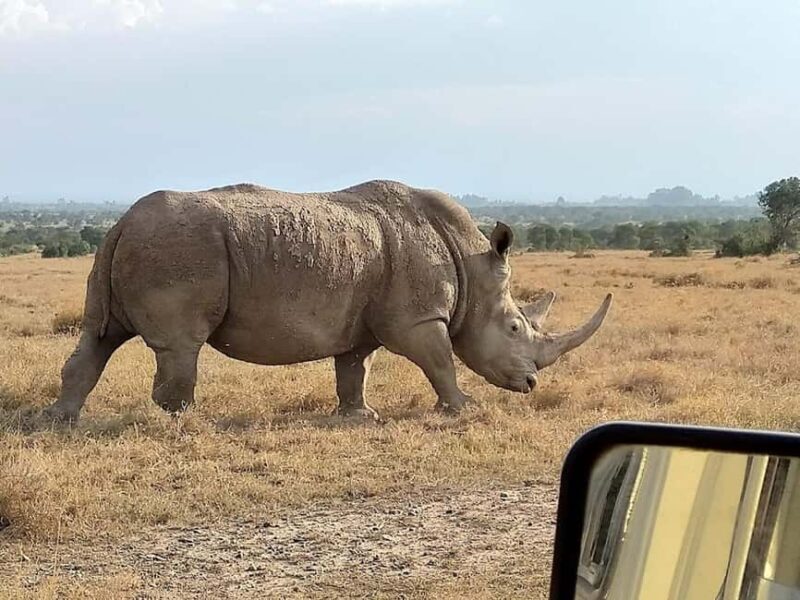 Overnight Safari to Olpejeta Conservancy and Mount Kenya. - The Sum Up