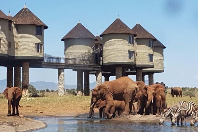 Overnight Safari to Saltlick Safari Lodge from Mombasa/Diani - Key Points