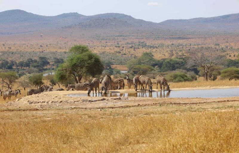 Overnight Safari to Saltlick through Tsavo East Park - Key Points