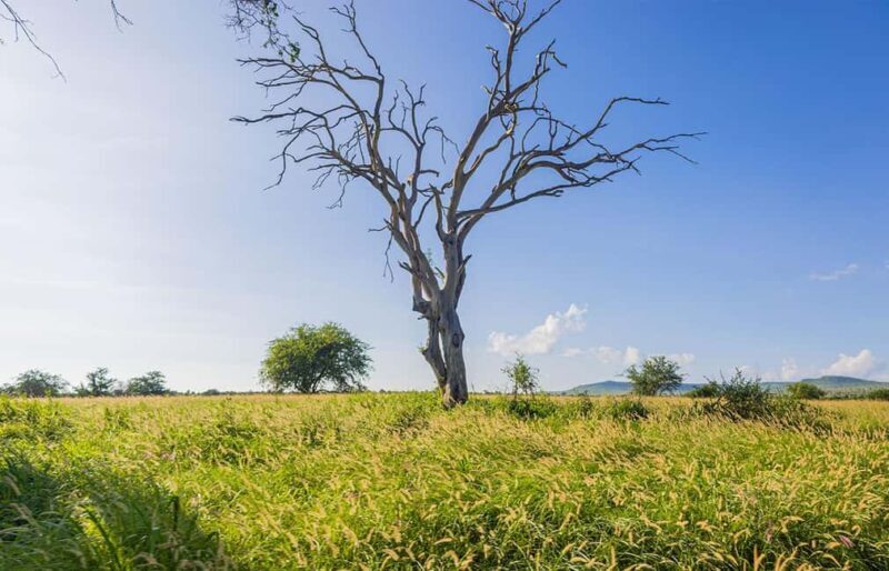 Overnight Safari to Saltlick through Tsavo East Park - Authentic Experiences Based on Reviews