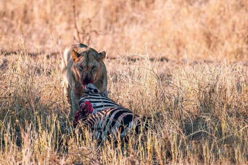 Overnight Safari to Saltlick through Tsavo East Park - FAQ