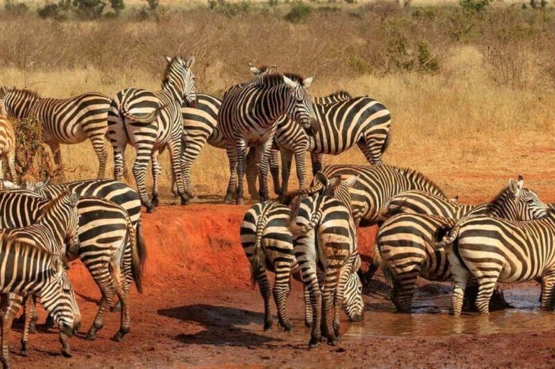 Overnight Safari to Tsavo East From Diani Beach - Final Thoughts