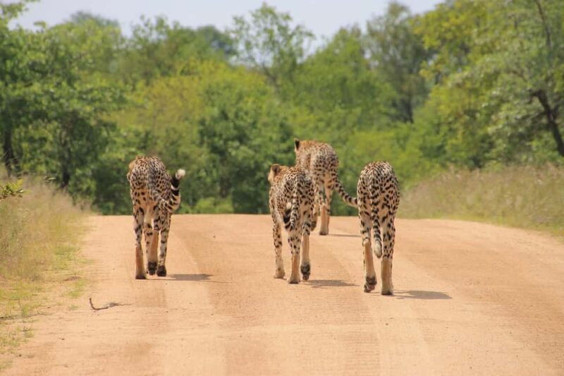 Overnight safari to Tsavo East from Mombasa - A Closer Look at the Overnight Safari to Tsavo East from Mombasa