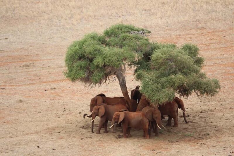 Overnight safari to Tsavo East from Mombasa - What’s Included and What’s Not