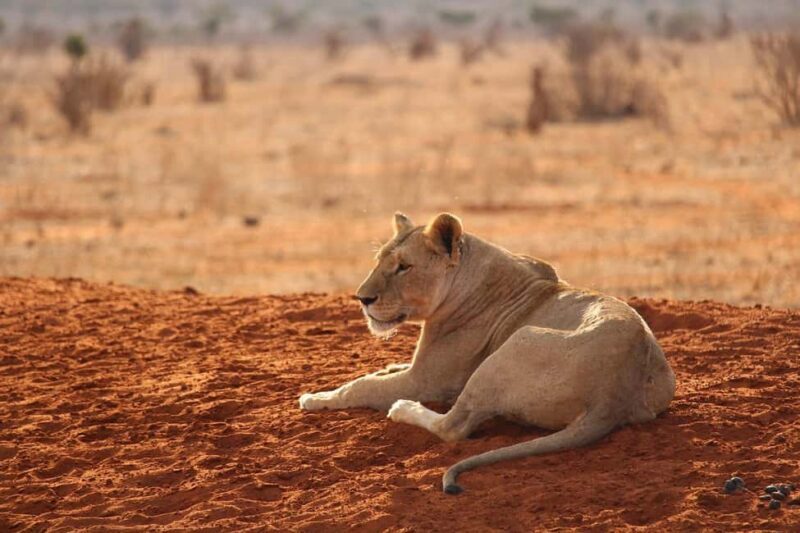 Overnight safari to Tsavo East from Mombasa - Who Will Love This Tour?