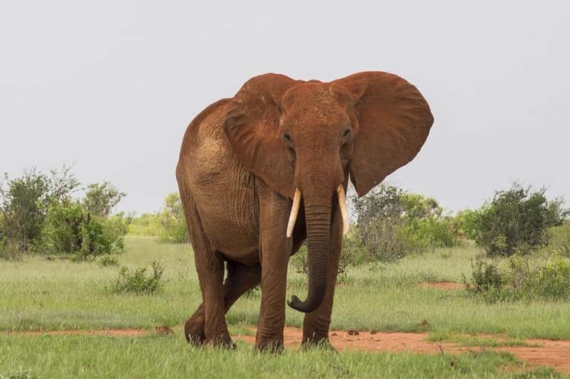 Overnight safari to Tsavo East from Mombasa - FAQs