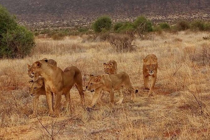 Overnight Safari to Tsavo East National Park from Mombasa/Diani - Why This Safari Stands Out