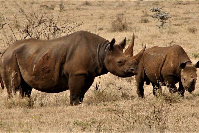 Overnight Safari to Tsavo East National Park from Mombasa/Diani - Final Thoughts