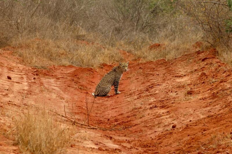 Overnight Safari to Tsavo East National Park from Mombasa - Key Points