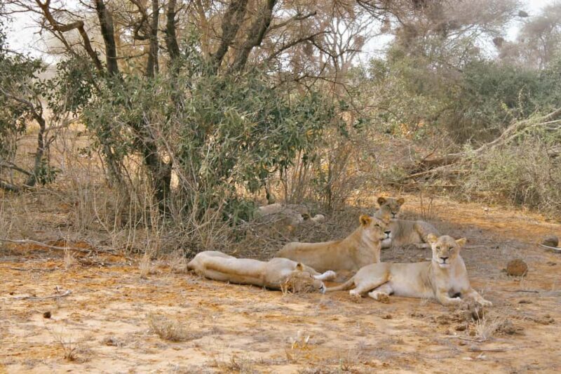 Overnight Safari to Tsavo East National Park from Mombasa - A Closer Look at the Experience