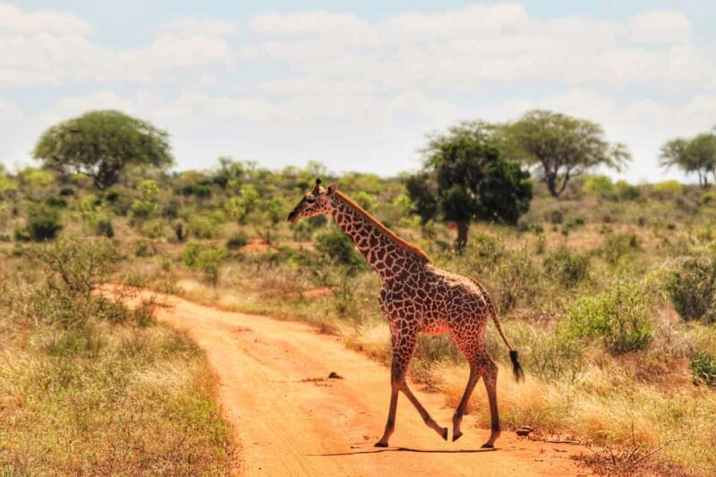 Overnight Safari to Tsavo East National Park from Mombasa - Who Is This Tour For?