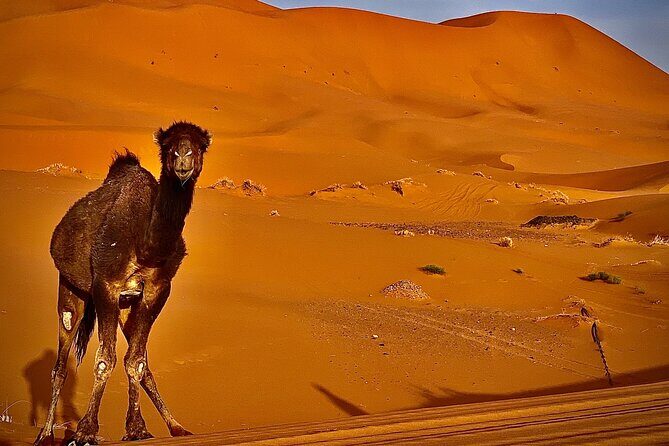Overnight stay in desert camp & Camel trekking in the Sahara - FAQ