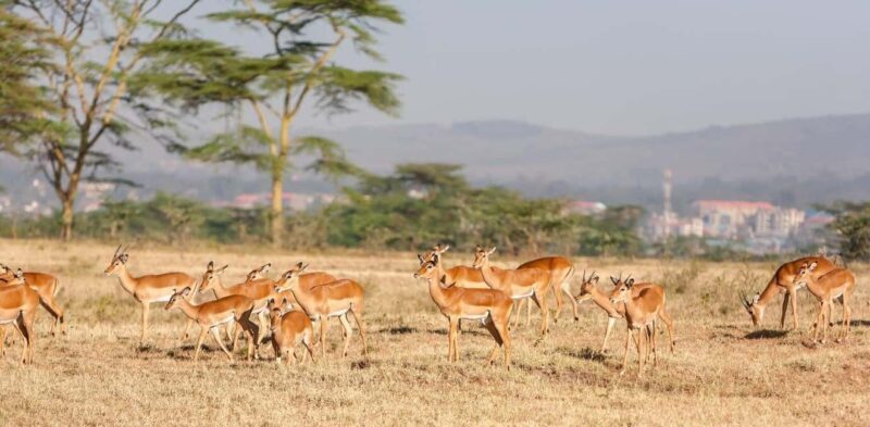 Overnight To Tsavo East from Mombasa/Diani - The Journey Begins: From Mombasa/Diani to Tsavo East  