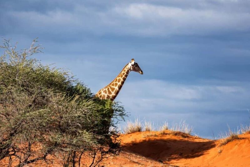 Overnight To Tsavo East from Mombasa/Diani - What’s Included and What’s Not  