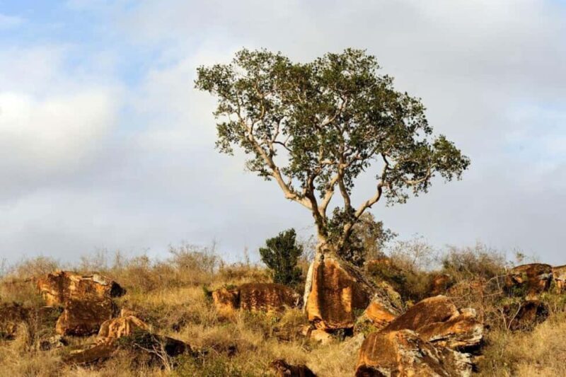Overnight To Tsavo East from Mombasa/Diani - Practical Tips and Insider Insights  
