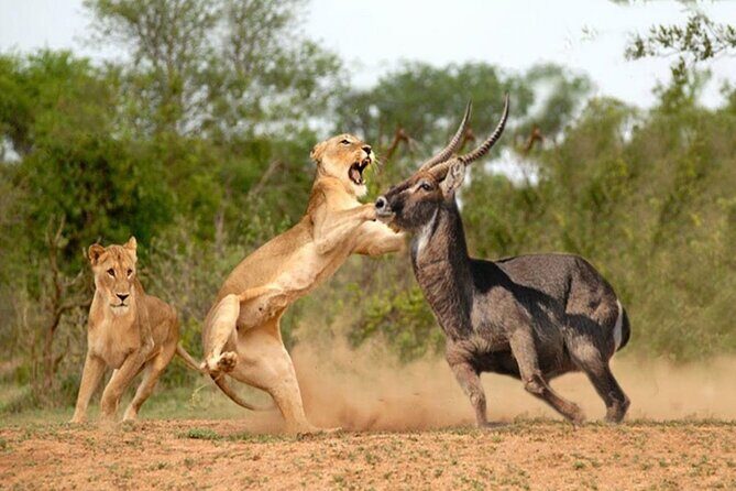Overnight Tour in Amboseli National Park from Nairobi - Authentic Encounters and Review Insights