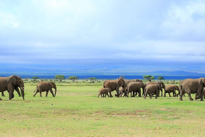 Overnight Tour in Amboseli National Park from Nairobi - Practical Tips for Future Travelers