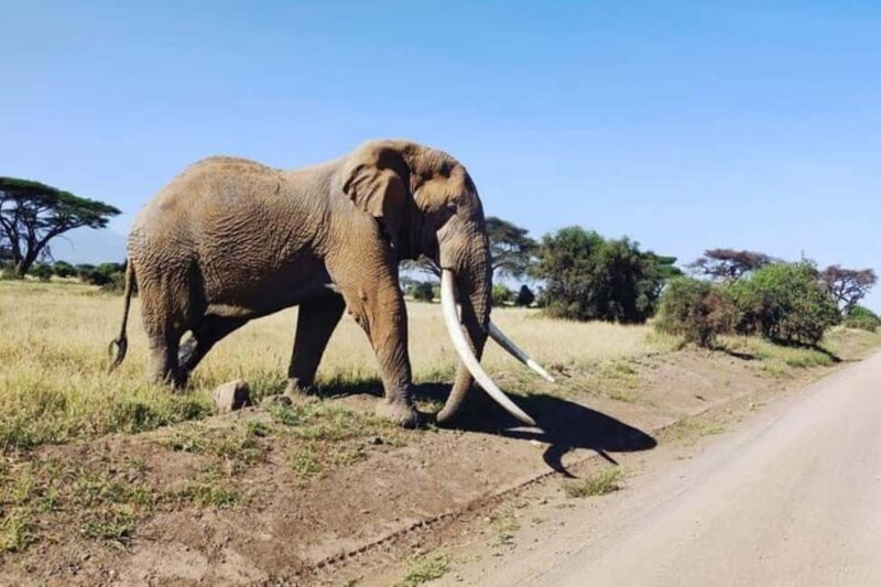 Overnight Tour to Amboseli National park from Nairobi - Key Points