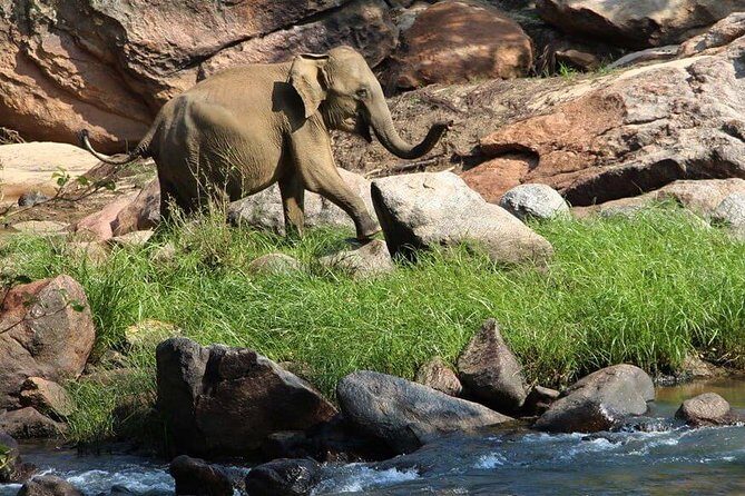 Overnight tour to Gal Oya National Park with Free Transfers to Next Destination - Key Points