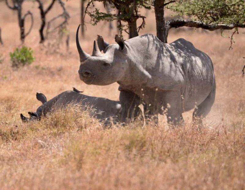 Overnight tour to OL Pejeta Conservancy - Key Points